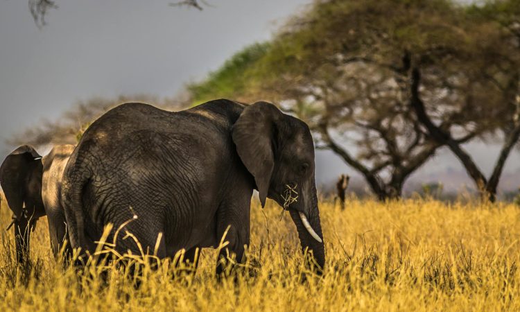 21-Day Uganda Safari Highlights