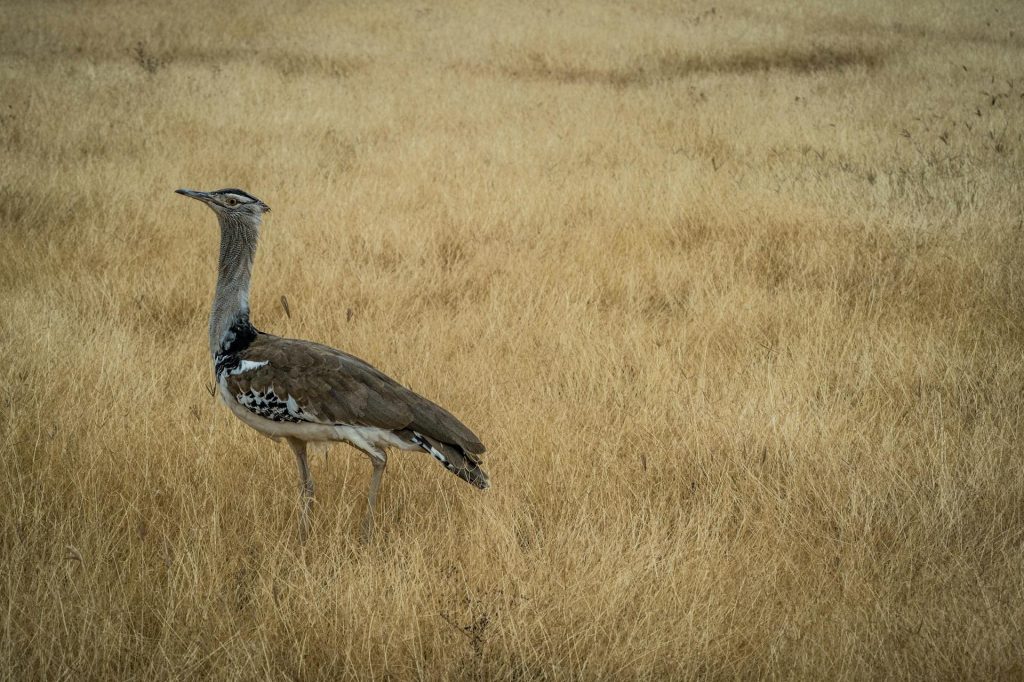 8-Day Tanzania Birding Safari - Discover Endemic Birds & Scenic Trails