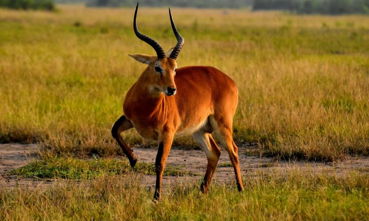 8-Day Uganda Safari - Gorillas, Chimps & Wildlife from Kigali