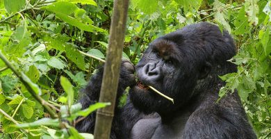 Gorilla Trekking in the high season