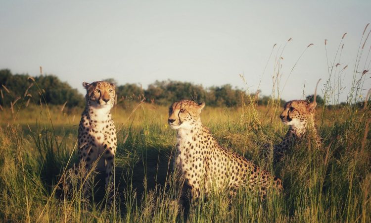 6-Day Uganda Gorilla Trek & Serengeti Safari Adventure