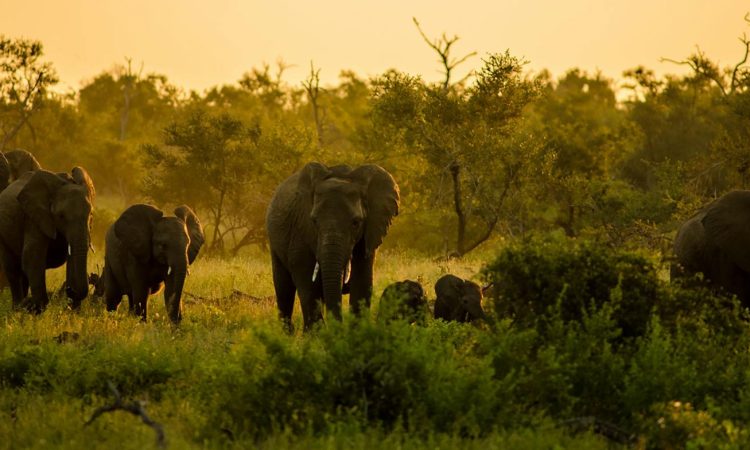 4-Day Rwanda Gorilla Safari Highlights