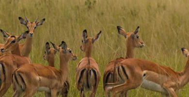 9 Days Seasoning Rwanda Holiday Safari