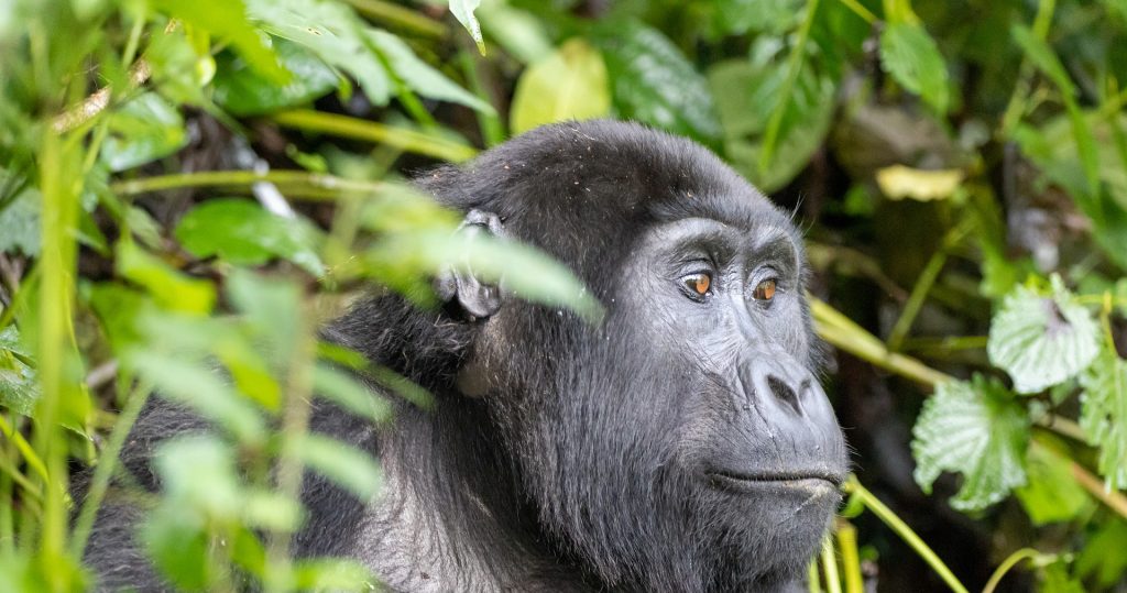 Discover the Rushaga Gorilla Families - Trekking & Habituation Guide