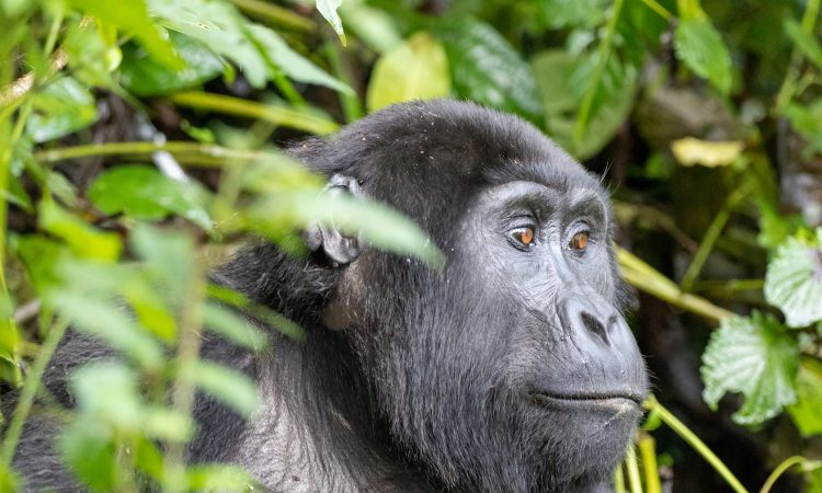 Discover the Rushaga Gorilla Families - Trekking & Habituation Guide
