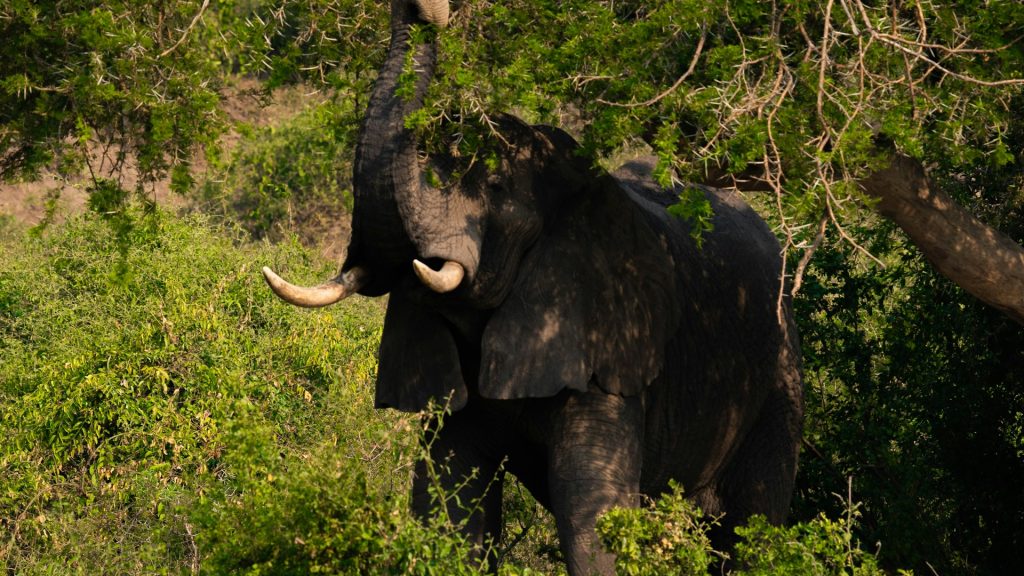 Detailed 3-Day Queen Elizabeth Safari Itinerary