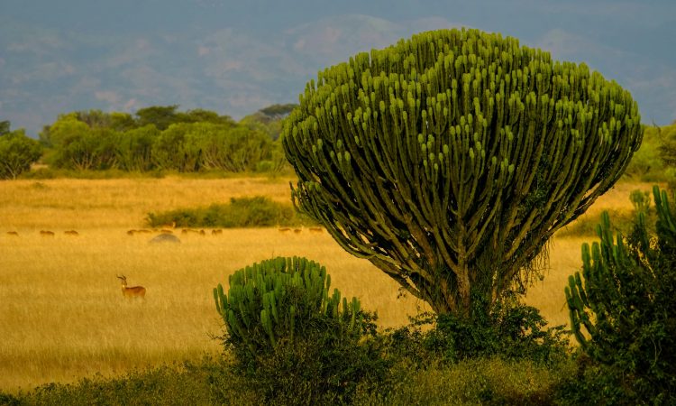 Queen Elizabeth National Park - Safari Activities, Fees & Lodging