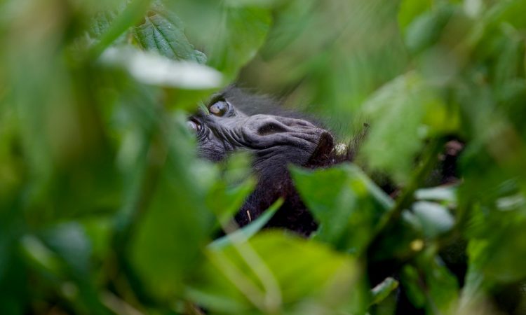 7-Day Congo, Rwanda, Uganda Gorilla Trekking Tour