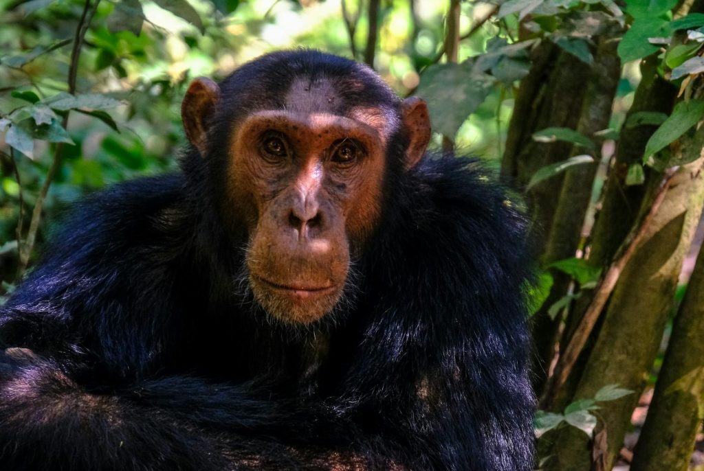Detailed 5-Day Uganda Primates Tour Itinerary