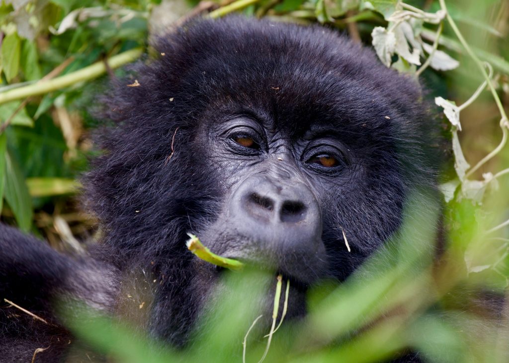 Detailed 1-Day Rwanda Gorilla Tour Itinerary
