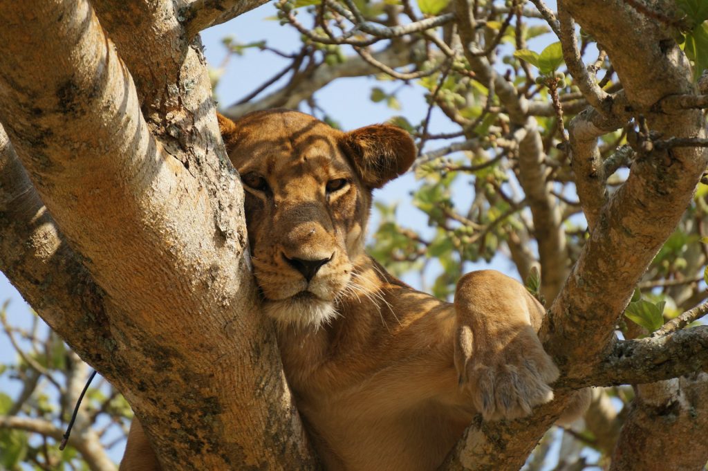 3-Day Queen Elizabeth Safari Highlights