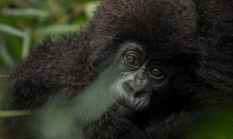 Discover the Amahoro Gorilla Family in Volcanoes National Park