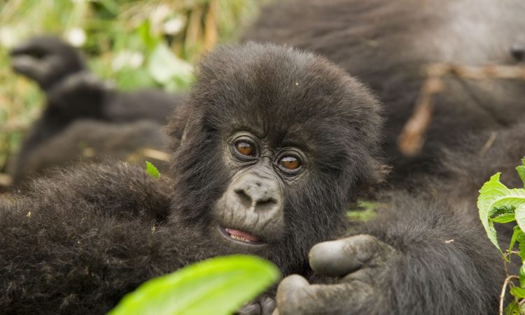 Discover the Bageni Gorilla Family in Virunga National Park