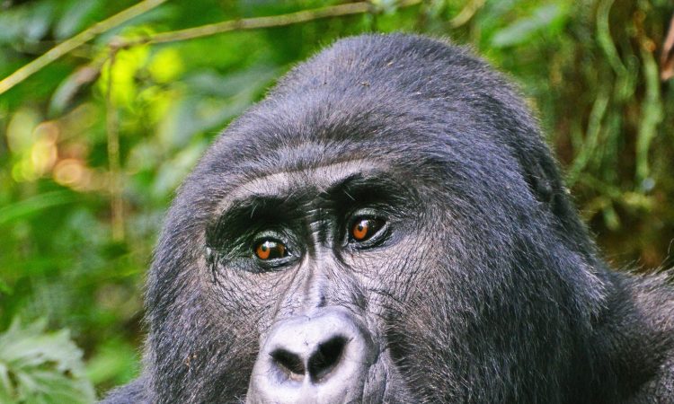 Discover the Bikingi Gorilla Family in Bwindi National Park