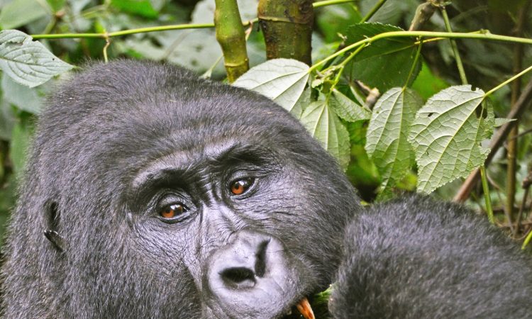 Discover the Busingye Gorilla Family in Bwindi National Park