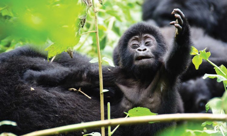 Discover the Bwenge Gorilla Family in Volcanoes National Park
