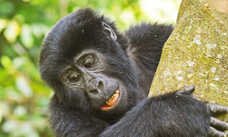Discover the Christmas Gorilla Group in Bwindi National Park