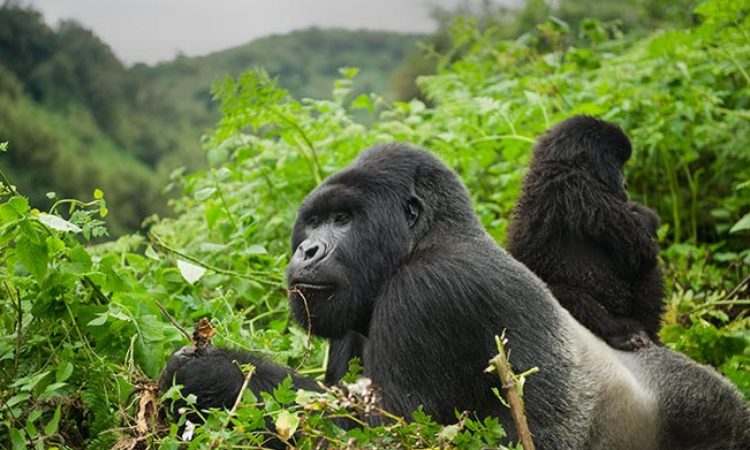 Discover the Hirwa Gorilla Family in Volcanoes National Park