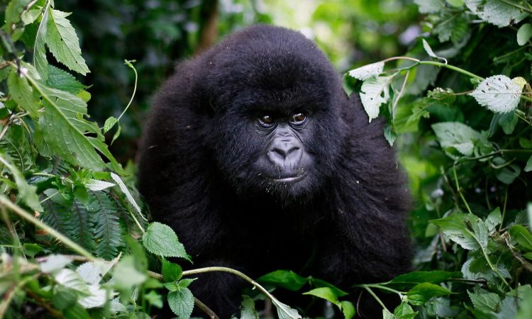Discover the Historic Rugendo Gorilla Group in Virunga National Park