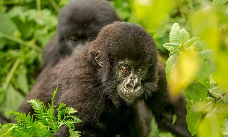 Discover the Kabirizi Gorilla Group in Virunga National Park