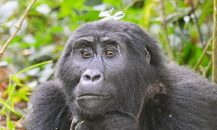 Discover the Kahungye Gorilla Family in Bwindi National Park