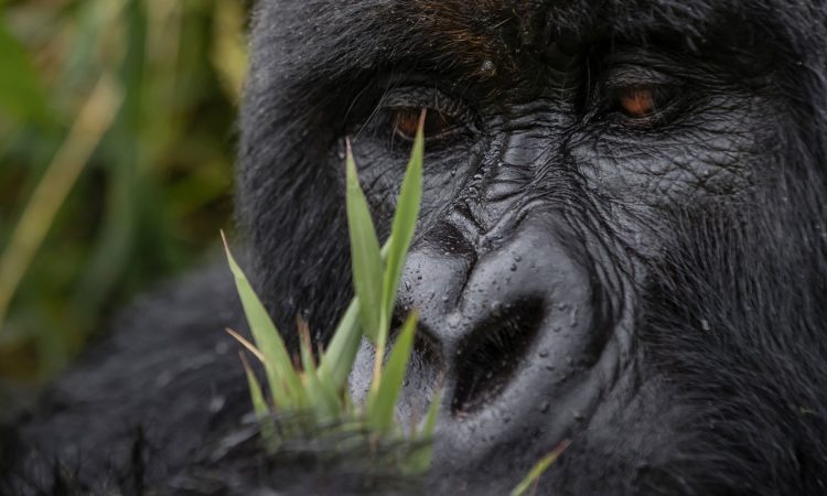 Discover the Kwitonda Gorilla Group in Volcanoes National Park