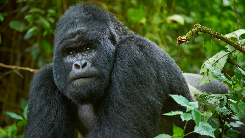 When does a mountain gorilla get upset