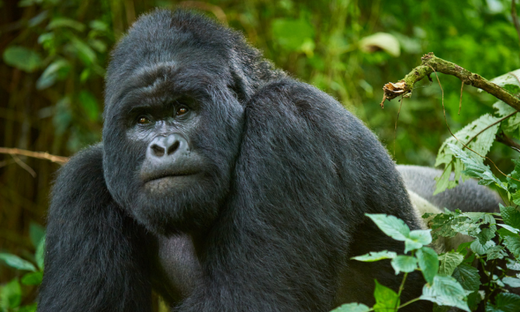 When does a mountain gorilla get upset