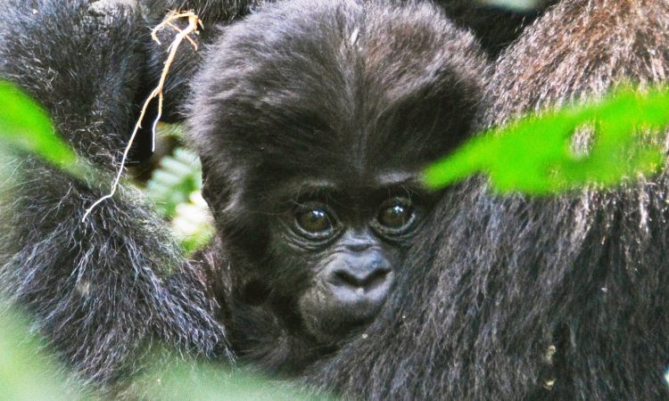 Discover the Mishaya Gorilla Family in Bwindi National Park