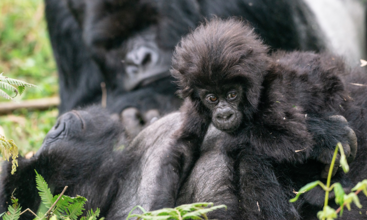 Discover the Muhoza Gorilla Group in Volcanoes National Park