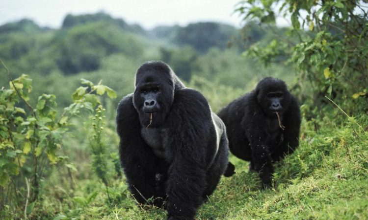 Discover the Nyakamwe Gorilla Group in Virunga National Park