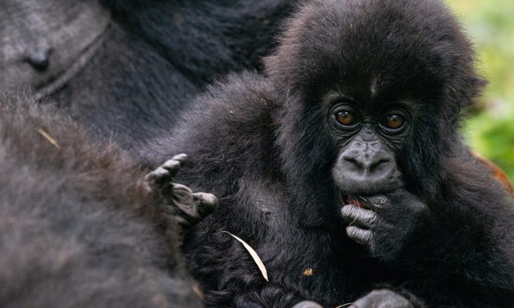 Discover the Pablo Gorilla Family in Volcanoes National Park