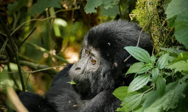 Explore Ruhija Sector - Gorilla Families & Trekking in Bwindi