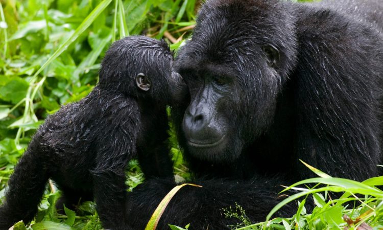 Discover the Ugenda Gorilla Group in Volcanoes National Park