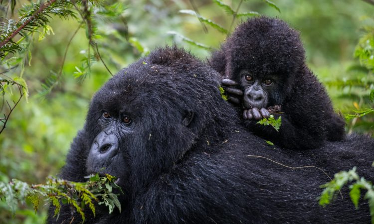 Discover the Umubano Gorilla Family in Volcanoes National Park