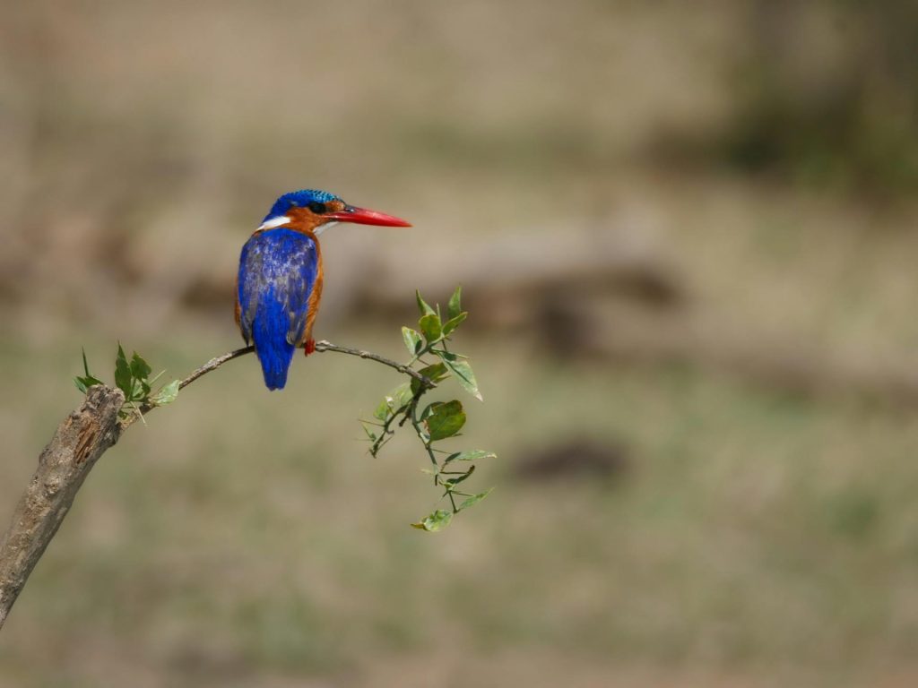 Experience the Tree Climbing Lions of Ishasha - Wildlife Adventure