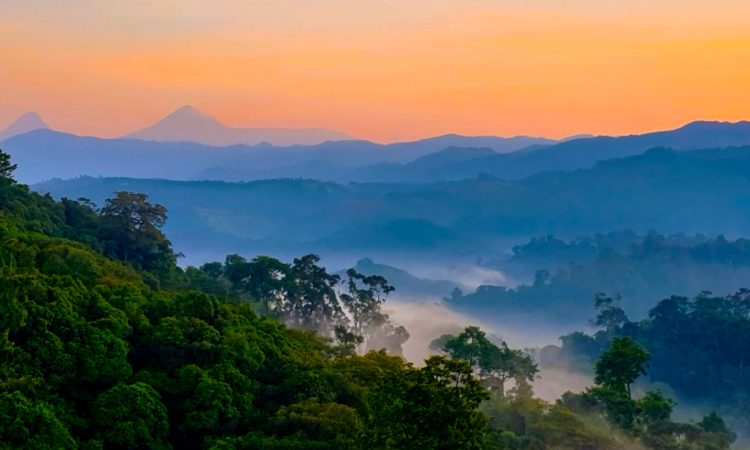 Explore Gishwati-Mukura National Park - Biodiversity & Primate Trekking