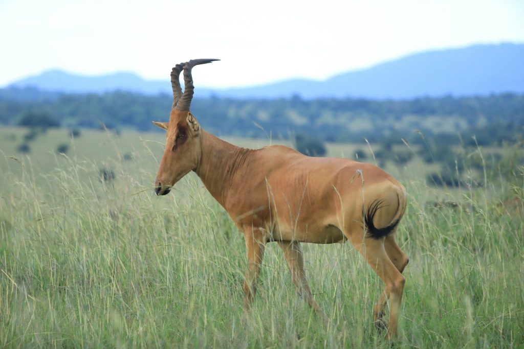 Explore Kidepo Valley National Park - Wildlife, Culture & Safaris