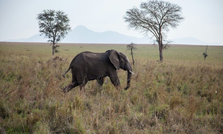 Explore Kidepo Valley National Park - Wildlife, Culture & Safaris