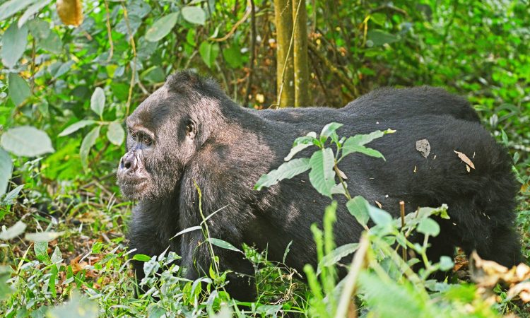 Explore Nyakagezi Gorilla Group in Mgahinga National Park