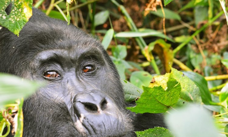 Explore the Habinyanja Gorilla Group in Bwindi National Park
