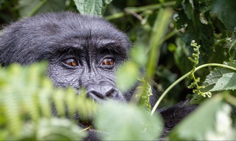 Explore the Karisimbi Gorilla Group in Volcanoes National Park