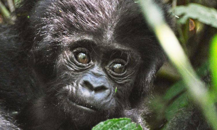 Explore the Katwe Gorilla Group in Bwindi National Park