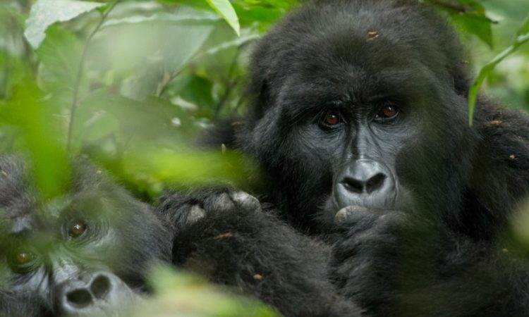 Explore the Mapuwa Gorilla Group in Virunga National Park