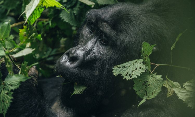 Explore the Nkuringo Gorilla Group in Bwindi National Park
