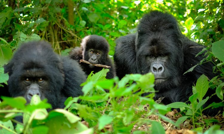 Explore the Pioneer Titus Gorilla Family in Volcanoes National Park