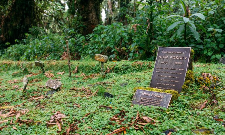 Dian Fossey - Life, Legacy, and Conservation of Mountain Gorillas