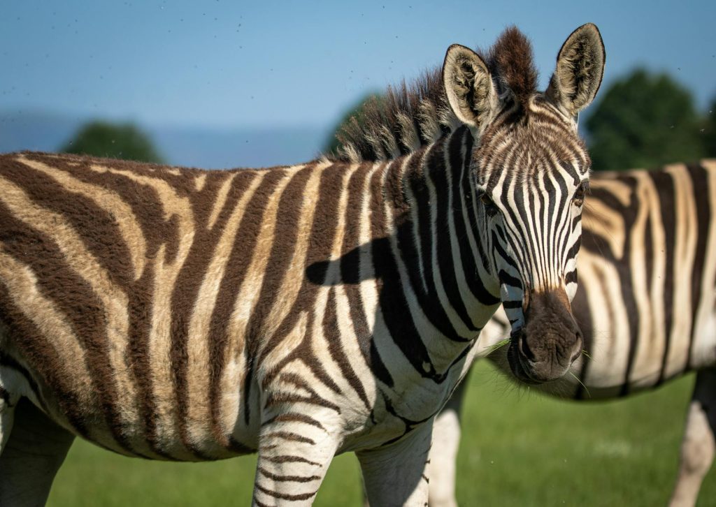 Lake Mburo National Park - Wildlife Safaris, Entry Fees & Accommodation Guide
