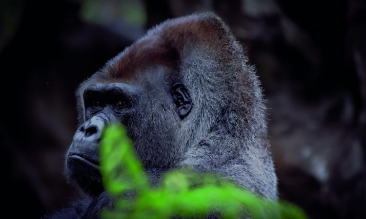 Major Threats Facing Mountain Gorillas - Conservation Challenges