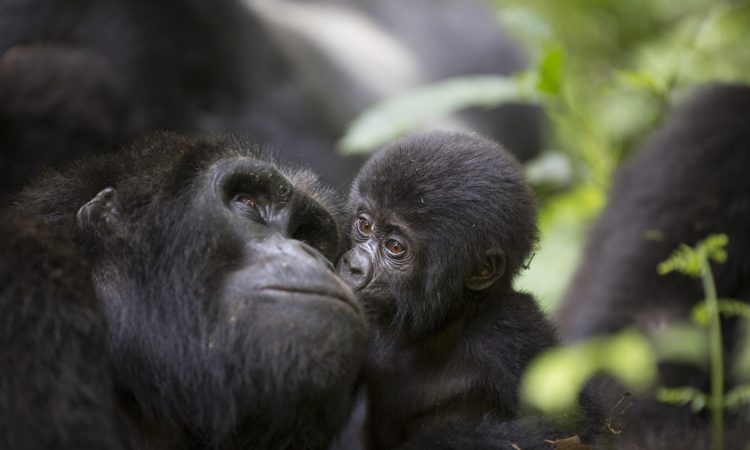 Meet the Lively Oruzogo Gorilla Group in Bwindi National Park